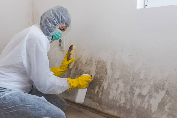 Best Mold Removal Process  in River Hills, WI