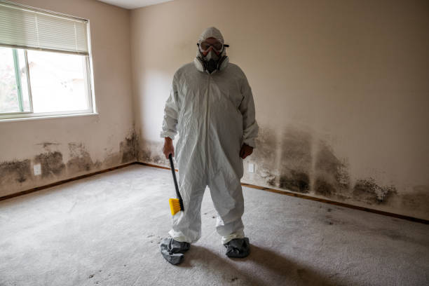 Mold Removal Process in River Hills, WI