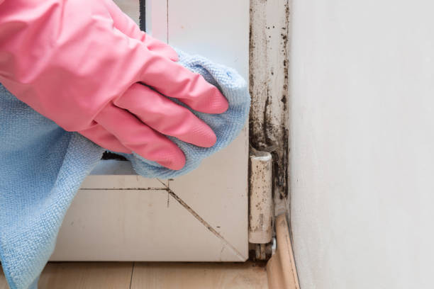 Best Certified Mold Removal  in River Hills, WI